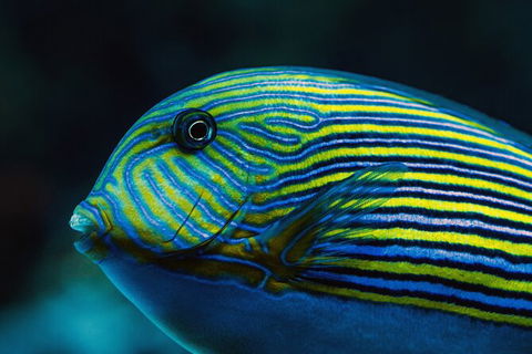 Cairns Aquarium By Twilight With 3 Course Dinner - Accommodation Noosa 4