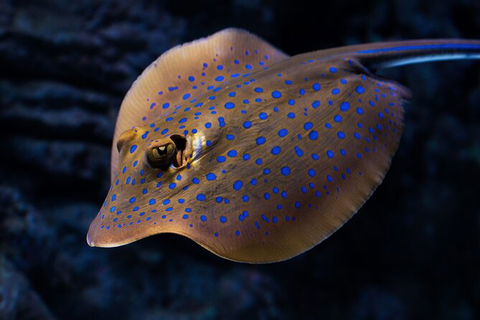 Cairns Aquarium By Twilight With 3 Course Dinner - Accommodation Noosa 2