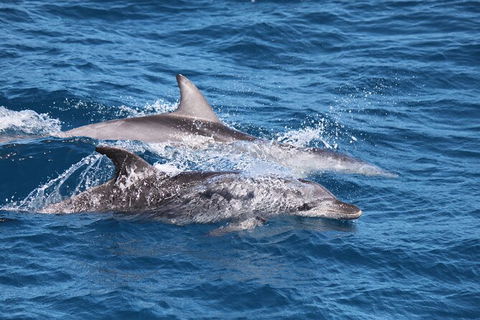 Sandy Straits Scenic & Wildlife Cruise - Accommodation Noosa 1