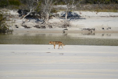 Sandy Straits Scenic & Wildlife Cruise - Accommodation Noosa 10