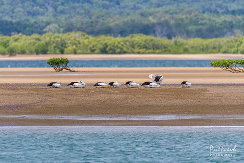Sandy Straits Scenic & Wildlife Cruise - Accommodation Noosa 3