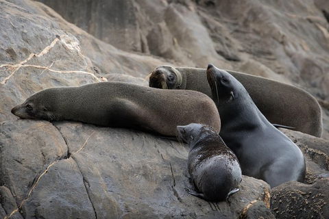 Kangaroo Island Ocean Safari - Snorkeling Safari - Accommodation Noosa 7
