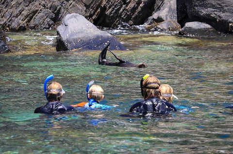 Kangaroo Island Ocean Safari - Snorkeling Safari - Accommodation Noosa 4