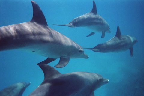 Kangaroo Island Ocean Safari - Snorkeling Safari - Accommodation Noosa 3