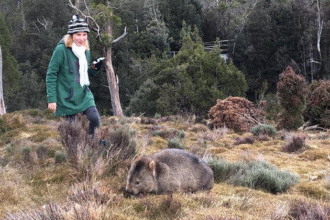Shore Excursion - Cradle Mountain Day Tour From Burnie - Accommodation Noosa 1