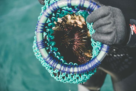Deep-to-Dish: Tasmanian Seafood Experience - Afternoon Tour - Accommodation Noosa 5