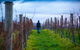 Full Day Tour Hobart: Port Arthur McHenry Gins Bangor Vineyard Wines + Oysters - thumb 26