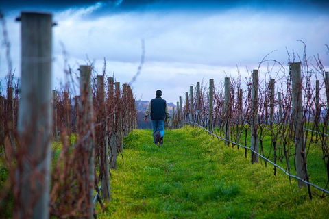 Full Day Tour Hobart: Port Arthur McHenry Gins Bangor Vineyard Wines + Oysters - Accommodation Noosa 26