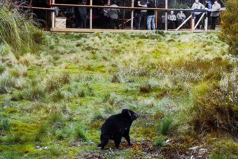 1-Hour Tasmanian Devil Feeding Day Tour At Cradle Mountain - Accommodation Noosa 4