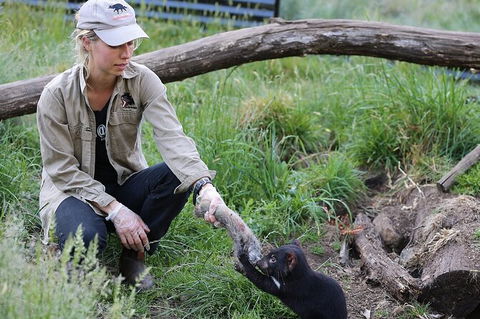 1-Hour Tasmanian Devil Feeding Day Tour At Cradle Mountain - Accommodation Noosa 0