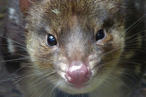 1-Hour Tasmanian Devil Feeding Day Tour At Cradle Mountain - Accommodation Noosa 2