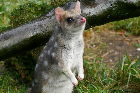 1-Hour Tasmanian Devil Feeding Day Tour At Cradle Mountain - Accommodation Noosa 3