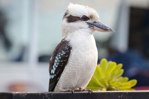 PRIVATE Great Ocean Road Tour And 12 Apostles With Wildlife Spotting - Accommodation Noosa 9