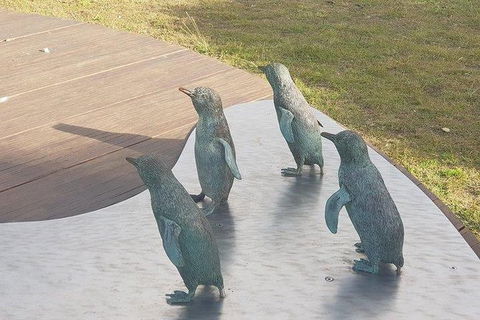 Phillip Island Penguin And Wildlife Tour - Accommodation Noosa 14