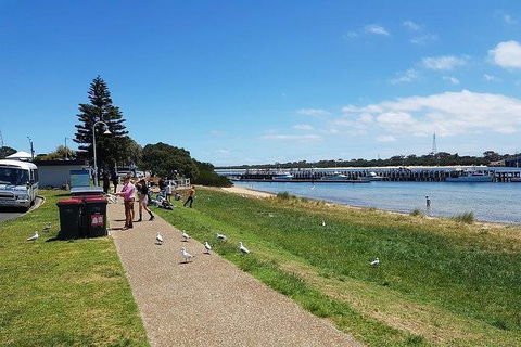 Phillip Island Penguin And Wildlife Tour - Accommodation Noosa 25