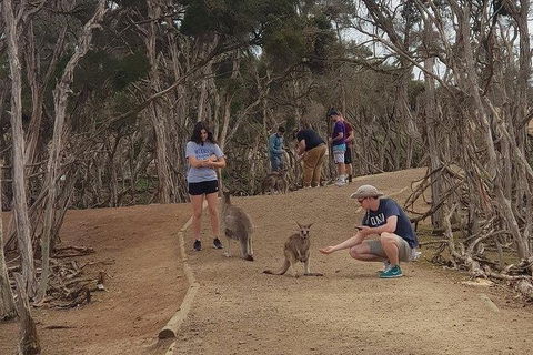 Phillip Island Penguin And Wildlife Tour - Accommodation Noosa 34