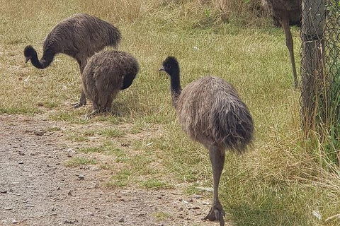 Phillip Island Penguin And Wildlife Tour - Accommodation Noosa 32