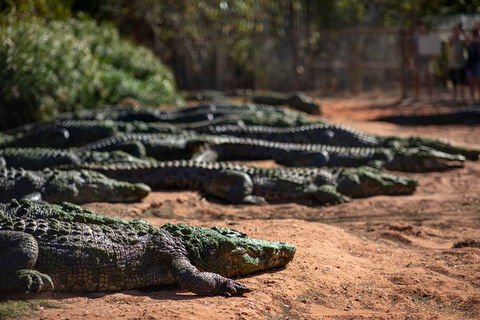 Malcolm Douglas Crocodile Park - Accommodation Noosa 8