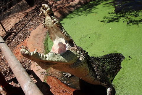 Malcolm Douglas Crocodile Park - Accommodation Noosa 10