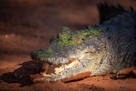 Malcolm Douglas Crocodile Park - Accommodation Noosa 11