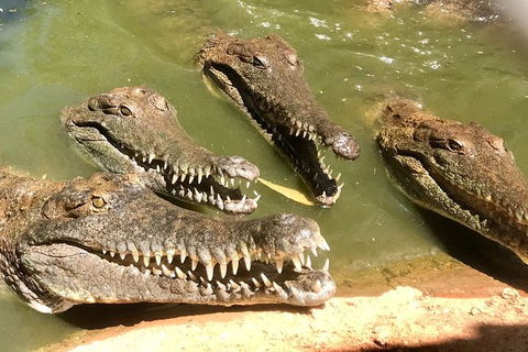 Malcolm Douglas Crocodile Park - Accommodation Noosa 5