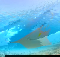 Marine Eco Safari - Swim with Manta Rays - Accommodation Noosa