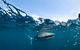 Whale Shark Safari - thumb 6
