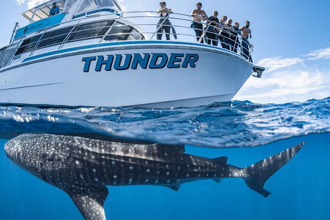 Whale Shark Safari - Accommodation Noosa 1