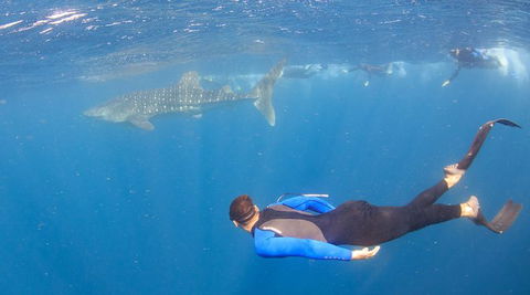 Whale Shark Safari - Accommodation Noosa 4
