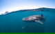 Whale Shark Safari - thumb 3