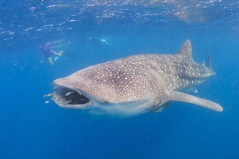 Whale Shark Safari - Accommodation Noosa 5