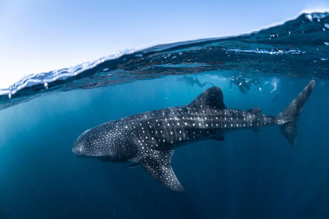 Whale Shark Safari - Accommodation Noosa 2