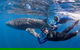 Whale Shark Safari - thumb 0