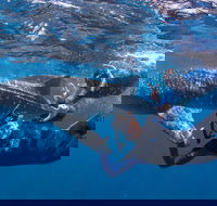 Whale Shark Safari - Accommodation Noosa
