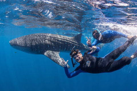 Whale Shark Safari - Accommodation Noosa 0