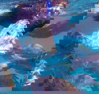 Coral Bay 2-Hour Coral Viewing and Snorkeling - Accommodation Noosa