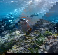 Ningaloo Adventure and Manta Ray Tour - Accommodation Noosa