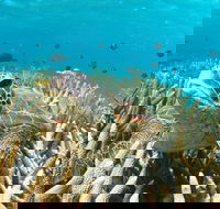 Coral Bay 3-Hour Turtle Ecotour - Accommodation Noosa