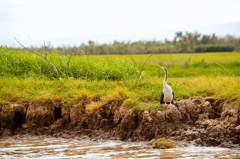 Darwin City Sights And Jumping Crocodile Cruise - Accommodation Noosa 5