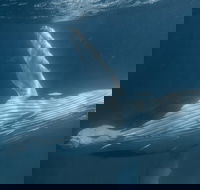 Humpback Whale Safari - Accommodation Noosa