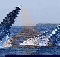 Full-Day Whale Watching Snorkeling and Swimming at Coral Bay - Accommodation Noosa