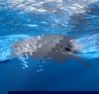 Whale Shark Adventure Tour - Accommodation Noosa