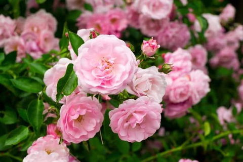 Botanical Gardens, Winery And Scenic Full Day Tour - Accommodation Noosa 0