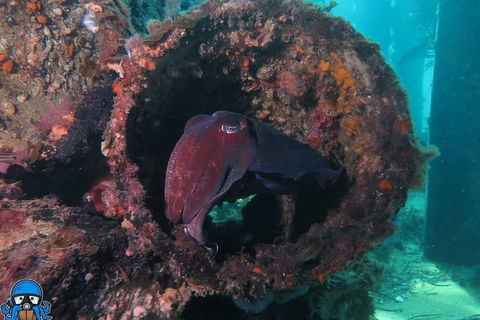 PADI Open Water Course - Accommodation Noosa 1