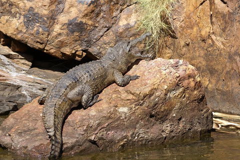 Ord River Experience With Riverside Lunch - Accommodation Noosa 2