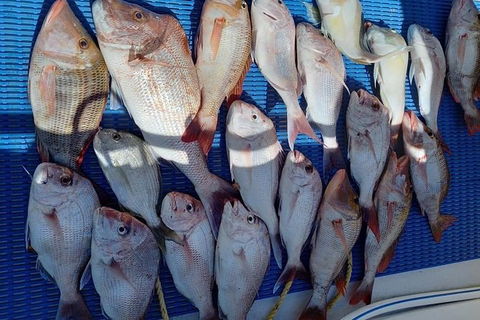 Geraldton Fishing Charter - Accommodation Noosa 7