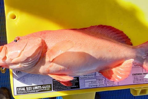 Geraldton Fishing Charter - Accommodation Noosa 13