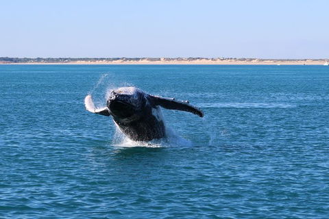 AOC Broome Whale Watching - Accommodation Noosa 3