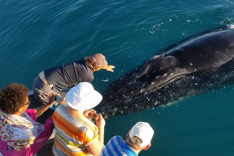 AOC Broome Whale Watching - Accommodation Noosa 0