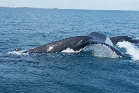 AOC Broome Whale Watching - Accommodation Noosa 1